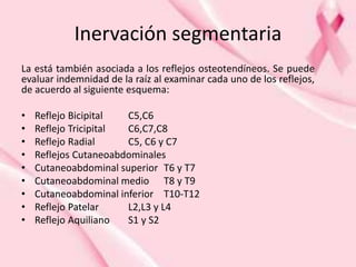 Inervación segmentaria
La está también asociada a los reflejos osteotendíneos. Se puede
evaluar indemnidad de la raíz al examinar cada uno de los reflejos,
de acuerdo al siguiente esquema:
• Reflejo Bicipital C5,C6
• Reflejo Tricipital C6,C7,C8
• Reflejo Radial C5, C6 y C7
• Reflejos Cutaneoabdominales
• Cutaneoabdominal superior T6 y T7
• Cutaneoabdominal medio T8 y T9
• Cutaneoabdominal inferior T10-T12
• Reflejo Patelar L2,L3 y L4
• Reflejo Aquiliano S1 y S2
 