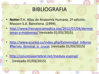 BIBLIOGRAFIA
• Netter F.H. Atlas de Anatomía Humana. 2ª edición.
Masson S.A. Barcelona. (1999).
• http://www.frecuenciamedica.org/2012/07/04/dermat
omas-y-miotomas/ (revisado 01/03/2015).
• http://www.ecured.cu/index.php/Extremidad_Inferior
#Nervio_femoral_o_crural. (revisado 01/03/2015)
• http://columnavertebral.net/medula-espinal/
• . (revisado 01/03/2015)
 