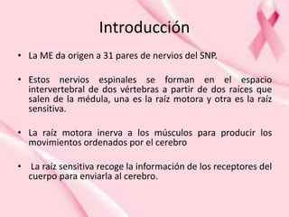 Introducción
• La ME da origen a 31 pares de nervios del SNP.
• Estos nervios espinales se forman en el espacio
intervertebral de dos vértebras a partir de dos raíces que
salen de la médula, una es la raíz motora y otra es la raíz
sensitiva.
• La raíz motora inerva a los músculos para producir los
movimientos ordenados por el cerebro
• La raíz sensitiva recoge la información de los receptores del
cuerpo para enviarla al cerebro.
 