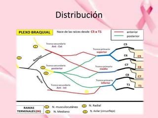 Distribución
 