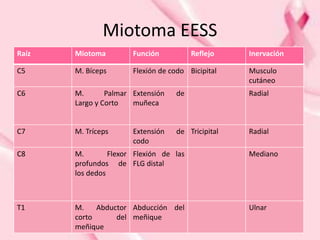 Miotoma EESS
Raíz Miotoma Función Reflejo Inervación
C5 M. Bíceps Flexión de codo Bicipital Musculo
cutáneo
C6 M. Palmar
Largo y Corto
Extensión de
muñeca
Radial
C7 M. Tríceps Extensión de
codo
Tricipital Radial
C8 M. Flexor
profundos de
los dedos
Flexión de las
FLG distal
Mediano
T1 M. Abductor
corto del
meñique
Abducción del
meñique
Ulnar
 