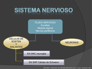 TEJIDO NERVIOSO:
                        Encéfalo
                     Medula espinal
                    Nervios periféricos


CELULAS DE
 SOSTEN                                                       NEURONAS
    Y
AISLANTES

             EN SNC neuroglía


              EN SNP Células de Schwann

                           ANATOMIA Y FISIOLOGIA DEL SISTEMA NERVIOSO. Arthur C. Guyton 2da Edición 1994
 