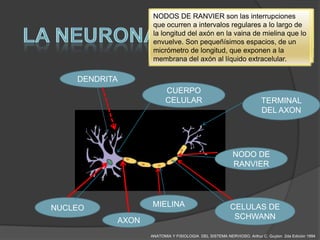 NODOS es Las una el sonson interrupciones
                   CELULAS DE SCHWANNson ramificaciones
                   NUCLEO Situado enlipoproteína quegliales que
                    AXÓN DEunadendritas las células suele
                    Dendritas es prolongacióncelular,
                    MIELINA RANVIER cuerpo del soma
                   que ocurrenposición central especialmente en
                   periféricas recubierta porde que más neural las
                   ocupar unaquesoma neuronal bicapas largo en
                   neuronal del intervalos regulares consisten de
                    proceden a se originan una o a lo células
                    constituye un sistema en la cresta
                   la longitud del axón en la vainaenvueltas por una
                   embrionaria y acompañan a lanerviosodurante
                   neuronas pequeñas.encuentrade mielina que lo
                   de Schwann en el sistema uno o dos de
                    proyecciones citoplasmáticas neurona
                    fosfolipídicas, se Contiene alrededor
                   envuelve. Son y desarrollo.como una cromatina
                   su crecimiento pequeñísimos espacios, mielina
                   nucléolos prominentes, sin envoltura de de un
                    membrana plasmática así Recubren a las
                   periferico de y permite la transmisión de los
                    los axones vertebrados, con producción o
                   micrómetro de (axones) de exponen a la
                   prolongacioneslongitud, que las neuronas
                   dispersa
                   no de mielinaaxón al líquido extracelular.
                   formándoles una vaina por su efecto aislante.
                    impulsos nerviosos aislante de mielina.
                   membrana del

    DENDRITA
                        CUERPO
                        CELULAR                                      TERMINAL
                                                                     DEL AXON




                                                        NODO DE
                                                        RANVIER




NUCLEO            MIELINA                              CELULAS DE
           AXON                                         SCHWANN

                  ANATOMIA Y FISIOLOGIA DEL SISTEMA NERVIOSO. Arthur C. Guyton 2da Edición 1994
 