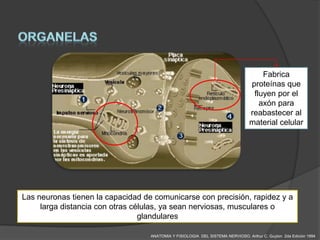 Fabrica
                                                                                 proteínas que
                                                                                  fluyen por el
                                                                                    axón para
                                                                                 reabastecer al
                                                                                 material celular




Las neuronas tienen la capacidad de comunicarse con precisión, rapidez y a
     larga distancia con otras células, ya sean nerviosas, musculares o
                                 glandulares

                                   ANATOMIA Y FISIOLOGIA DEL SISTEMA NERVIOSO. Arthur C. Guyton 2da Edición 1994
 