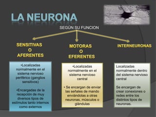 SEGÚN SU FUNCION




     •Localizadas                •Localizadas         Localizadas
  normalmente en el           normalmente en el       normalmente dentro
   sistema nervioso            sistema nervioso       del sistema nervioso
  periférico (ganglios              central           central
       sensitivos)
                            • Se encargan de enviar   Se encargan de
   •Encargadas de la          las señales de mando    crear conexiones o
   recepción de muy             enviándolas a otras   redes entre los
    diversos tipos de        neuronas, músculos o     distintos tipos de
estímulos tanto internos             glándulas        neuronas.
     como externos
 