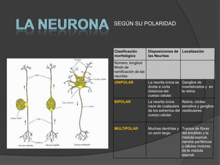 SEGÚN SU POLARIDAD



Clasificación         Disposiciones de    Localización
morfológica           las Neuritas
Número, longitud
Modo de
ramificación de las
neuritas
UNIPOLAR              La neurita única se Ganglios de
                      divide a corta      invertebrados y en
                      distancia del       la retina
                      cuerpo celular.
BIPOLAR               La neurita única    Retina, cóclea
                      nace de cualquiera sensitiva y ganglios
                      de los extremos del vestibulares.
                      cuerpo celular.


MULTIPOLAR            Muchas dentritas y Tractos de fibras
                      un axón largo.     del encéfalo y la
                                         médula espinal,
                                         nervios periféricos
                                         y células motoras
                                         de la médula
                                         espinal.
 