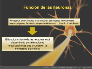 Recepción de estímulos y conducción del impulso nervioso (en
   forma de potencial de acción) entre ellas o con otros tipos celulares




El funcionamiento de las neuronas está
     determinado por alteraciones
   electroquímicas que ocurren en la
         membrana plasmática




                                    ANATOMIA Y FISIOLOGIA DEL SISTEMA NERVIOSO. Arthur C. Guyton 2da Edición 1994
 