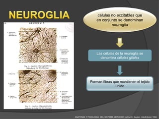 células no excitables que
                    en conjunto se denominan
                            neuroglia




                    Las células de la neuroglia se
                      denomina células gliales




              Forman fibras que mantienen el tejido
                             unido




ANATOMIA Y FISIOLOGIA DEL SISTEMA NERVIOSO. Arthur C. Guyton 2da Edición 1994
 