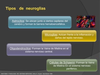 Astrocitos: Se ubican junto a ciertos capilares del
                   cerebro y forman la barrera hematoencefálica.



                                                                 Microglias: Actúan frente a la inflamación y
                                                                                 daños del tejido nervioso.



             Oligodendrocitos: Forman la Vaina de Mielina en el
                                    sistema nervioso central.



                                                                        Células de Schawnn: Forman la Vaina
                                                                                de Mielina En el sistema nervioso
                                                                                            periférico.
ANATOMIA Y FISIOLOGIA DEL SISTEMA NERVIOSO. Arthur C. Guyton 2da Edición 1994
 