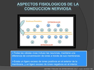 Todas las células vivas incluso las neuronas, mantiene una
diferencia de concentración de iones a través de sus membranas.

Existe un ligero exceso de iones positivos en el exterior de la
membrana, y un ligero exceso de iones negativos en el interior.
                               ANATOMIA Y FISIOLOGIA DEL SISTEMA NERVIOSO. Arthur C. Guyton 2da Edición 1994
 