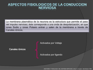 La membrana plasmática de la neurona es la estructura que permite el paso
del impulso nervioso; éste corresponde a una onda de despolarización, en que
iones Sodio y iones Potasio entran y salen de la membrana a través de
Canales iónicos.




                               Activados por Voltaje

  Canales iónicos

                               Activados por ligando




                                   ANATOMIA Y FISIOLOGIA DEL SISTEMA NERVIOSO. Arthur C. Guyton 2da Edición 1994
 
