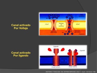 ANATOMIA Y FISIOLOGIA DEL SISTEMA NERVIOSO. Arthur C. Guyton 2da Edición 1994
 