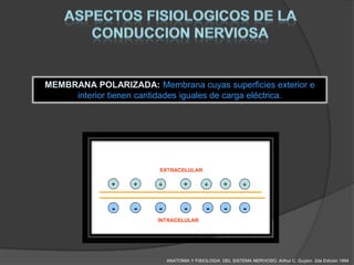 MEMBRANA POLARIZADA: Membrana cuyas superficies exterior e
     interior tienen cantidades iguales de carga eléctrica.




                          ANATOMIA Y FISIOLOGIA DEL SISTEMA NERVIOSO. Arthur C. Guyton 2da Edición 1994
 