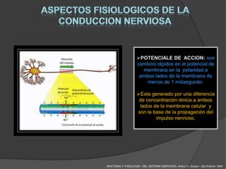 POTENCIALE DE ACCION: son
                   cambios rápidos en el potencial de
                     membrana en la polaridad a
                    ambos lados de la membrana de
                       menos de 1 milisegundo.

                   Esta generado por una diferencia
                    de concentración iónica a ambos
                    lados de la membrana celular y
                   son la base de la propagación del
                           impulso nervioso.




ANATOMIA Y FISIOLOGIA DEL SISTEMA NERVIOSO. Arthur C. Guyton 2da Edición 1994
 