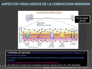 En la pulpa
                                                                                              -30 Mv




PERIODO DE REPOSO: es la diferencia de potencial que existe entre el interior y el
exterior de una célula.
Se debe a que la membrana celular se comporta como una barrera semipermeable
selectiva.
Se da cuando la neurona no esta conduciendo impulsos.
El potencial a través de la membrana alcanza valores entre -70 y -90 milivoltios.
                                      ANATOMIA Y FISIOLOGIA DEL SISTEMA NERVIOSO. Arthur C. Guyton 2da Edición 1994
 