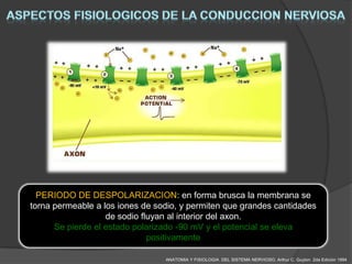 PERIODO DE DESPOLARIZACION: en forma brusca la membrana se
torna permeable a los iones de sodio, y permiten que grandes cantidades
                   de sodio fluyan al interior del axon.
      Se pierde el estado polarizado -90 mV y el potencial se eleva
                              positivamente

                                 ANATOMIA Y FISIOLOGIA DEL SISTEMA NERVIOSO. Arthur C. Guyton 2da Edición 1994
 