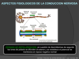 PERIODO DE REPOLARIZACION: en cuestión de diezmilésimas de segundo
  los iones de potasio se difunden al exterior y se restablece el potencial de
                    membrana en reposo negativo normal

                                    ANATOMIA Y FISIOLOGIA DEL SISTEMA NERVIOSO. Arthur C. Guyton 2da Edición 1994
 