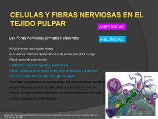 AMIELÍNICAS

      Las fibras nerviosas primarias aferentes                                                                           MIELÍNICAS

      Oscilan entre una y cuatro micras
      Los axones mielínicos rápida velocidad de conducción (13.4 m/seg),
      Bajo umbral de estimulación
      Trasmiten impulsos agudos y penetrantes
      Están ubicados en la región de la unión de la pulpa y la dentina
      Se denominan fibras A alfa, beta, gama o delta
      Las más involucradas en la transmisión del dolor dental son las delta
      Estas fibras responden primariamente a estímulos mecánicos
      nocivos, aunque pueden responder a estímulos químicos o térmicos;
      median la sensación inicial de dolor.




Syngcuk Kim. Neurovascular interactions in the dental pulp in health and inflammation. Journal of Endodontic.1990. Vol
16 (2) february.Pg 48-53.
 
