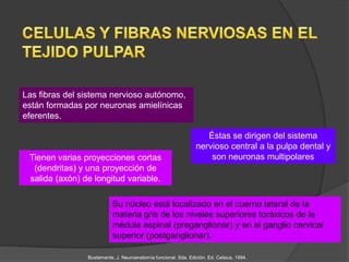 Las fibras del sistema nervioso autónomo,
están formadas por neuronas amielínicas
eferentes.

                                                                   Éstas se dirigen del sistema
                                                                nervioso central a la pulpa dental y
 Tienen varias proyecciones cortas                                  son neuronas multipolares
  (dendritas) y una proyección de
 salida (axón) de longitud variable.

                           Su núcleo está localizado en el cuerno lateral de la
                           materia gris de los niveles superiores toráxicos de la
                           médula espinal (preganglionar) y en el ganglio cervical
                           superior (postganglionar).

                Bustamante, J. Neuroanatomía funcional. Sda. Edición. Ed. Celsius, 1994.
 