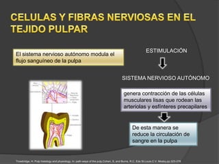 ESTIMULACIÓN
El sistema nervioso autónomo modula el
flujo sanguíneo de la pulpa


                                                                                    SISTEMA NERVIOSO AUTÓNOMO

                                                                                      genera contracción de las células
                                                                                      musculares lisas que rodean las
                                                                                      arteriolas y esfínteres precapilares


                                                                                             De esta manera se
                                                                                             reduce la circulación de
                                                                                             sangre en la pulpa


Trowbridge, H. Pulp histology and physiology, In: path-ways of the pulp,Cohen, S, and Burns, R.C, Eds St.Louis.C.V. Mosby,pp.323-378
 