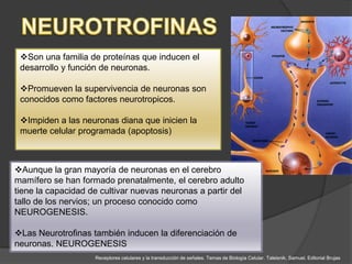Son una familia de proteínas que inducen el
 desarrollo y función de neuronas.

 Promueven la supervivencia de neuronas son
 conocidos como factores neurotropicos.

 Impiden a las neuronas diana que inicien la
 muerte celular programada (apoptosis)



Aunque la gran mayoría de neuronas en el cerebro
mamífero se han formado prenatalmente, el cerebro adulto
tiene la capacidad de cultivar nuevas neuronas a partir del
tallo de los nervios; un proceso conocido como
NEUROGENESIS.

Las Neurotrofinas también inducen la diferenciación de
neuronas. NEUROGENESIS
                    Receptores celulares y la transducción de señales. Temas de Biología Celular. Taleisnik, Samuel. Editorial Brujas
 