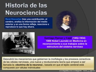 René Descartes hizo una contribución, el
  cerebro, analiza la información del medio
  exterior y en una forma refleja, reacciona o
  reproduce lo que hay afuera.




                                         Santiago Ramon y Cajal (1852-1934)
                                          1906 Nobel Lauredo en Medicina en
                                       reconocimiento a sus trabajos sobre la
                                           estructura del sistema nervioso




Descubrió los mecanismos que gobiernan la morfología y los procesos conectivos
de las células nerviosas, una nueva y revolucionaria teoría que empezó a ser
llamada la «doctrina de la neurona», basada en que el tejido cerebral está
compuesto por células individuales
                                                     www.biografiasyvidas.com/biografia/.../ramon_y_cajal.htm
 
