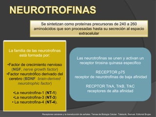 Se sintetizan como proteínas precursoras de 240 a 260
               aminoácidos que son procesadas hasta su secreción al espacio
                                       extracelular



 La familia de las neurotrofinas
       está formada por:
                                                        Las neurotrofinas se unen y activan un
 •Factor de crecimiento nervioso                         receptor tirosina quinasa especifico
   (NGF, nerve growth factor)
•Factor neurotrófico derivado del                                RECEPTOR p75
  cerebro (BDNF brain-derived                        receptor de neurotrofinas de baja afinidad
       neurotrophic factor)
                                                                 RECPTOR TrkA, TrkB, TrkC
    •La neurotrofina-1 (NT-1)                                    receptores de alta afinidad
    •La neurotrofina-3 (NT-3)
   • La neurotrofina-4 (NT-4).

                    Receptores celulares y la transducción de señales. Temas de Biología Celular. Taleisnik, Samuel. Editorial Brujas
 