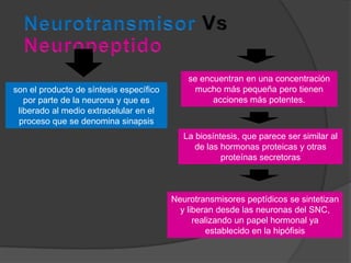 se encuentran en una concentración
son el producto de síntesis específico         mucho más pequeña pero tienen
   por parte de la neurona y que es                acciones más potentes.
 liberado al medio extracelular en el
 proceso que se denomina sinapsis
                                            La biosíntesis, que parece ser similar al
                                               de las hormonas proteicas y otras
                                                      proteínas secretoras



                                         Neurotransmisores peptídicos se sintetizan
                                           y liberan desde las neuronas del SNC,
                                               realizando un papel hormonal ya
                                                   establecido en la hipófisis
 