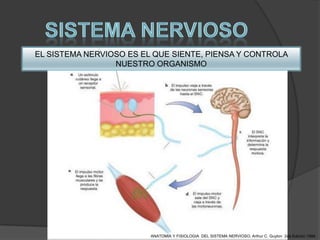 EL SISTEMA NERVIOSO ES EL QUE SIENTE, PIENSA Y CONTROLA
                 NUESTRO ORGANISMO




                         ANATOMIA Y FISIOLOGIA DEL SISTEMA NERVIOSO. Arthur C. Guyton 2da Edición 1994
 