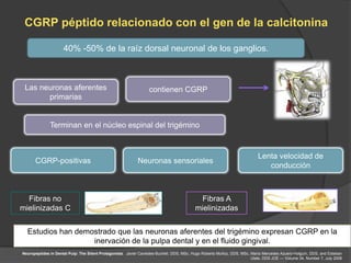 CGRP péptido relacionado con el gen de la calcitonina

                     40% -50% de la raíz dorsal neuronal de los ganglios.



 Las neuronas aferentes                                           contienen CGRP
       primarias


              Terminan en el núcleo espinal del trigémino


                                                                                                                           Lenta velocidad de
      CGRP-positivas                                        Neuronas sensoriales
                                                                                                                              conducción



  Fibras no                                                                                 Fibras A
mielinizadas C                                                                            mielinizadas


  Estudios han demostrado que las neuronas aferentes del trigémino expresan CGRP en la
                   inervación de la pulpa dental y en el fluido gingival.
Neuropeptides in Dental Pulp: The Silent Protagonists. Javier Caviedes-Bucheli, DDS, MSc, Hugo Roberto Muñoz, DDS, MSc, María Mercedes Azuero-Holguín, DDS, and Esteban
                                                                                                                        Ulate, DDS JOE — Volume 34, Number 7, July 2008
 