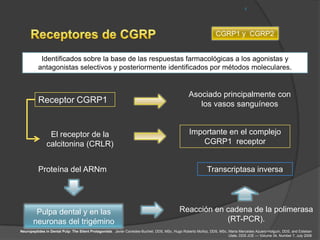 CGRP1 y CGRP2


           Identificados sobre la base de las respuestas farmacológicas a los agonistas y
          antagonistas selectivos y posteriormente identificados por métodos moleculares.


                                                                                                Asociado principalmente con
          Receptor CGRP1                                                                           los vasos sanguíneos


               El receptor de la                                                                Importante en el complejo
              calcitonina (CRLR)                                                                   CGRP1 receptor


          Proteína del ARNm                                                                               Transcriptasa inversa




        Pulpa dental y en las                                                              Reacción en cadena de la polimerasa
       neuronas del trigémino                                                                          (RT-PCR).
Neuropeptides in Dental Pulp: The Silent Protagonists. Javier Caviedes-Bucheli, DDS, MSc, Hugo Roberto Muñoz, DDS, MSc, María Mercedes Azuero-Holguín, DDS, and Esteban
                                                                                                                        Ulate, DDS JOE — Volume 34, Number 7, July 2008
 