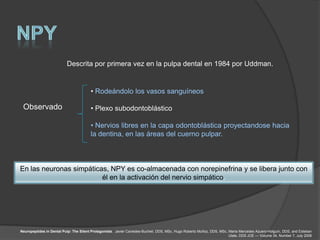 Descrita por primera vez en la pulpa dental en 1984 por Uddman.


                                        • Rodeándolo los vasos sanguíneos

 Observado                              • Plexo subodontoblástico

                                        • Nervios libres en la capa odontoblástica proyectandose hacia
                                        la dentina, en las áreas del cuerno pulpar.



En las neuronas simpáticas, NPY es co-almacenada con norepinefrina y se libera junto con
                         él en la activación del nervio simpático.




Neuropeptides in Dental Pulp: The Silent Protagonists. Javier Caviedes-Bucheli, DDS, MSc, Hugo Roberto Muñoz, DDS, MSc, María Mercedes Azuero-Holguín, DDS, and Esteban
                                                                                                                        Ulate, DDS JOE — Volume 34, Number 7, July 2008
 
