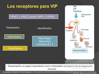 VPAC1 y VPAC2 (antes VIPR1 y VIPR2)



      Expresados                                                Identificados


       Osteoclastos
                                                                Macrófagos
                                                                Mastocitos
                                                              Linfocitos B y T
        Osteoblastos




         Desempeña un papel importante como modulador endógeno de la respuesta
                                         inmune.
Neuropeptides in Dental Pulp: The Silent Protagonists. Javier Caviedes-Bucheli, DDS, MSc, Hugo Roberto Muñoz, DDS, MSc, María Mercedes Azuero-Holguín, DDS, and Esteban Ulate,
                                                                                                                                   DDS JOE — Volume 34, Number 7, July 2008
 