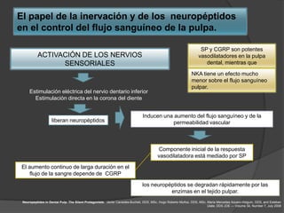 El papel de la inervación y de los neuropéptidos
en el control del flujo sanguíneo de la pulpa.

                                                                                                                   SP y CGRP son potentes
          ACTIVACIÓN DE LOS NERVIOS                                                                               vasodilatadores en la pulpa
                SENSORIALES                                                                                          dental, mientras que

                                                                                                              NKA tiene un efecto mucho
                                                                                                              menor sobre el flujo sanguíneo
                                                                                                              pulpar.
     Estimulación eléctrica del nervio dentario inferior
       Estimulación directa en la corona del diente


                                                                              Inducen una aumento del flujo sanguíneo y de la
                   liberan neuropéptidos                                                 permeabilidad vascular



                                                                                        Componente inicial de la respuesta
                                                                                        vasodilatadora está mediado por SP

 El aumento continuo de larga duración en el
     flujo de la sangre depende de CGRP

                                                                              los neuropéptidos se degradan rápidamente por las
                                                                                         enzimas en el tejido pulpar.
 Neuropeptides in Dental Pulp: The Silent Protagonists. Javier Caviedes-Bucheli, DDS, MSc, Hugo Roberto Muñoz, DDS, MSc, María Mercedes Azuero-Holguín, DDS, and Esteban
                                                                                                                         Ulate, DDS JOE — Volume 34, Number 7, July 2008
 