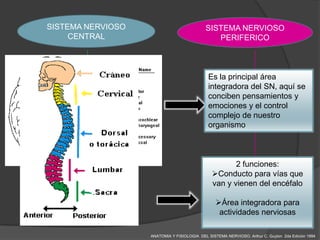 SISTEMA NERVIOSO                            SISTEMA NERVIOSO
     CENTRAL                                   PERIFERICO



                                             Es la principal área
                                             integradora del SN, aquí se
                                                       NERVIOS
                                             conciben pensamientos y
        ENCEFALO                                      CRANEALES
                                             emociones y el control
                                             complejo de nuestro
                                             organismo



                                                      2 funciones:
                                               Conducto para vías que
                                               van y vienen del encéfalo
         MEDULA                                         NERVIOS
         ESPINAL                                 Área integradora para
                                                      RAQUIDEOS
                                                  actividades nerviosas

                   ANATOMIA Y FISIOLOGIA DEL SISTEMA NERVIOSO. Arthur C. Guyton 2da Edición 1994
 