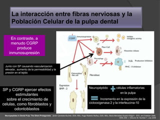 La interacción entre fibras nerviosas y la
        Población Celular de la pulpa dental

      En contraste, a
      menudo CGRP
         produce
     inmunosupresión


 Junto con SP causando vascularizacion
 elevada , aumento de la permeabilidad y la
 presión en el tejido




                                                                                                  Neuropéptido                   células inflamatorias
SP y CGRP ejercer efectos
                                                                                                                                      en la pulpa
        estimulantes
  sobre el crecimiento de                                                                                  Incremento en la expresión de la
                                                                                                                        Inhibe la inducción
                                                                                                  ciclooxigenasa 2 y la de hipersensibilidad
                                                                                                                         interleucina-10
celulas, como fibroblastos y                                                                                                       retardada
       odontoblastos
 Neuropeptides in Dental Pulp: The Silent Protagonists. Javier Caviedes-Bucheli, DDS, MSc, Hugo Roberto Muñoz, DDS, MSc, María Mercedes Azuero-Holguín, DDS, and Esteban Ulate,
                                                                                                                                    DDS JOE — Volume 34, Number 7, July 2008
 