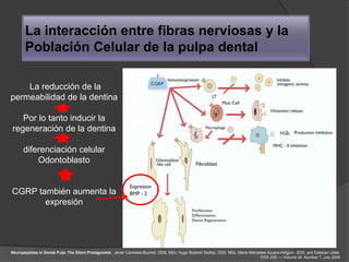 La interacción entre fibras nerviosas y la
       Población Celular de la pulpa dental

    La reducción de la
permeabilidad de la dentina

   Por lo tanto inducir la
regeneración de la dentina

      diferenciación celular
          Odontoblasto


CGRP también aumenta la
       expresión                                                                                                                     en la pulpa




Neuropeptides in Dental Pulp: The Silent Protagonists. Javier Caviedes-Bucheli, DDS, MSc, Hugo Roberto Muñoz, DDS, MSc, María Mercedes Azuero-Holguín, DDS, and Esteban Ulate,
                                                                                                                                   DDS JOE — Volume 34, Number 7, July 2008
 
