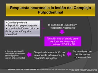Respuesta neuronal a la lesión del Complejo
                     Pulpodentinal

Cavidad profunda
Exposición pulpar pequeña                                                    la invasión de leucocitos y
La estimulación con calor de                                                    respuestas vasculares
de larga duración y alta
intensidad
                                                                            También hay un amplio brote
                                                                              de fibras nerviosas que
                                                                              contienen CGRP y SP

la fibra de germinación                                                                                                      Se mantienen en
disminuyen y los niveles
                                                   Después de la resolución de
de neuropéptido                                    la respuesta inflamatoria y la                                             la inflamación
vuelven a la normalidad                            reparación de tejidos                                                      proceso activo



   Neuropeptides in Dental Pulp: The Silent Protagonists. Javier Caviedes-Bucheli, DDS, MSc, Hugo Roberto Muñoz, DDS, MSc, María Mercedes Azuero-Holguín, DDS, and Esteban
                                                                                                                           Ulate, DDS JOE — Volume 34, Number 7, July 2008
 