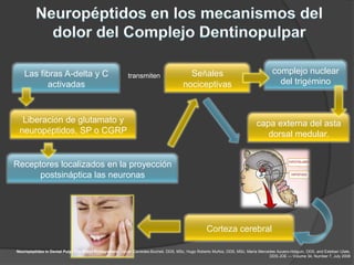 Las fibras A-delta y C                                transmiten                    Señales                                      complejo nuclear
          activadas                                                                   nociceptivas                                     del trigémino



  Liberación de glutamato y                                                                                                  capa externa del asta
 neuropéptidos, SP o CGRP                                                                                                       dorsal medular.


Receptores localizados en la proyección
      postsináptica las neuronas




                                                                                                   Corteza cerebral

Neuropeptides in Dental Pulp: The Silent Protagonists. Javier Caviedes-Bucheli, DDS, MSc, Hugo Roberto Muñoz, DDS, MSc, María Mercedes Azuero-Holguín, DDS, and Esteban Ulate,
                                                                                                                                   DDS JOE — Volume 34, Number 7, July 2008
 