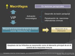 En lesiones periapicales


                                                                                                     Desarrollo de lesión periapical
                                                        Activación
                 VIP                                  inmunológica                                   Perpetuación de reacciones
                                                                                                     inflamatorias crónicas



Bloqueo de la producción de factor de necrosis                                                                                 Reducción de la
         tumoral, interleucina-6 y 12                                                                                            inflamación




         Apoptosis de los linfocitos es reconocido como el elemento principal de en el
                                 control de la respuesta inmune

Neuropeptides in Dental Pulp: The Silent Protagonists. Javier Caviedes-Bucheli, DDS, MSc, Hugo Roberto Muñoz, DDS, MSc, María Mercedes Azuero-Holguín, DDS, and Esteban Ulate,
                                                                                                                                   DDS JOE — Volume 34, Number 7, July 2008
 
