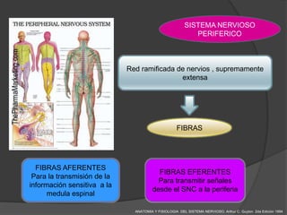 SISTEMA NERVIOSO
                                                           PERIFERICO



                             Red ramificada de nervios , supremamente
                                             extensa




                                                    FIBRAS




  FIBRAS AFERENTES
                                         FIBRAS EFERENTES
 Para la transmisión de la
                                         Para transmitir señales
información sensitiva a la
                                       desde el SNC a la periferia
      medula espinal

                               ANATOMIA Y FISIOLOGIA DEL SISTEMA NERVIOSO. Arthur C. Guyton 2da Edición 1994
 