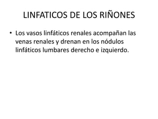 LINFATICOS DE LOS RIÑONES
• Los vasos linfáticos renales acompañan las
venas renales y drenan en los nódulos
linfáticos lumbares derecho e izquierdo.
 