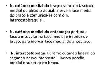 • N. cutâneo medial do braço: ramo do fascículo
medial do plexo braquial, inerva a face medial
do braço e comunica-se com o n.
intercostobraquial.
• N. cutâneo medial do antebraço: perfura a
fáscia muscular na face medial e inferior do
braço, para inervar face medial do antebraço.
• N. intercostobraquial: ramo cutâneo lateral do
segundo nervo intercostal, inerva porção
medial e superior do braço.
 