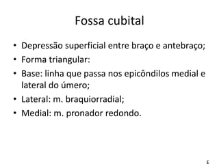 Fossa cubital
• Depressão superficial entre braço e antebraço;
• Forma triangular:
• Base: linha que passa nos epicôndilos medial e
lateral do úmero;
• Lateral: m. braquiorradial;
• Medial: m. pronador redondo.
E
 