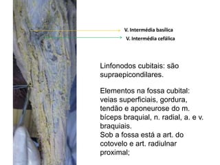 V. Intermédia basílica
V. Intermédia cefálica
Linfonodos cubitais: são
supraepicondilares.
Elementos na fossa cubital:
veias superficiais, gordura,
tendão e aponeurose do m.
bíceps braquial, n. radial, a. e v.
braquiais.
Sob a fossa está a art. do
cotovelo e art. radiulnar
proximal;
 