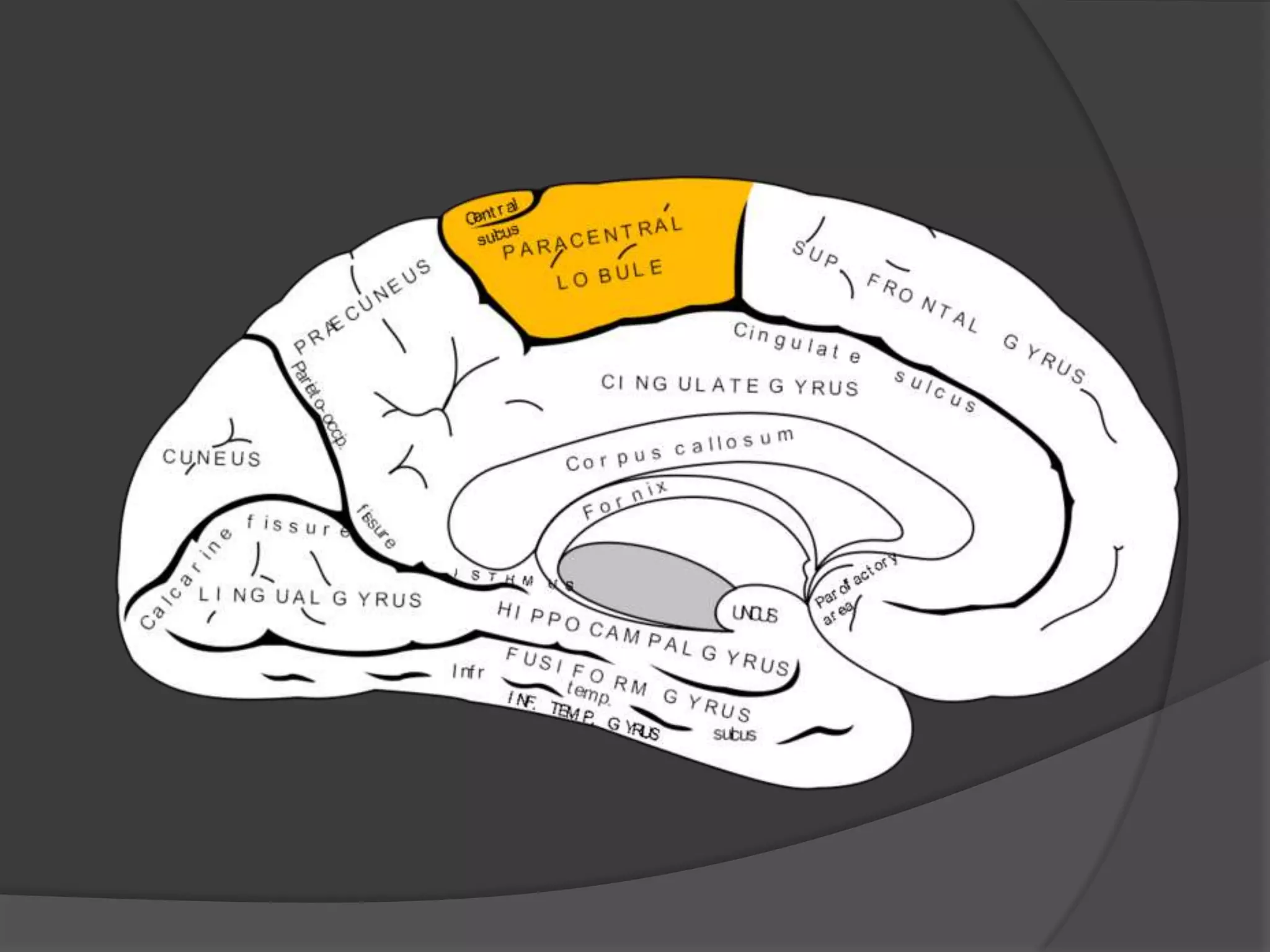 bladder and its dysfunction | PPTX