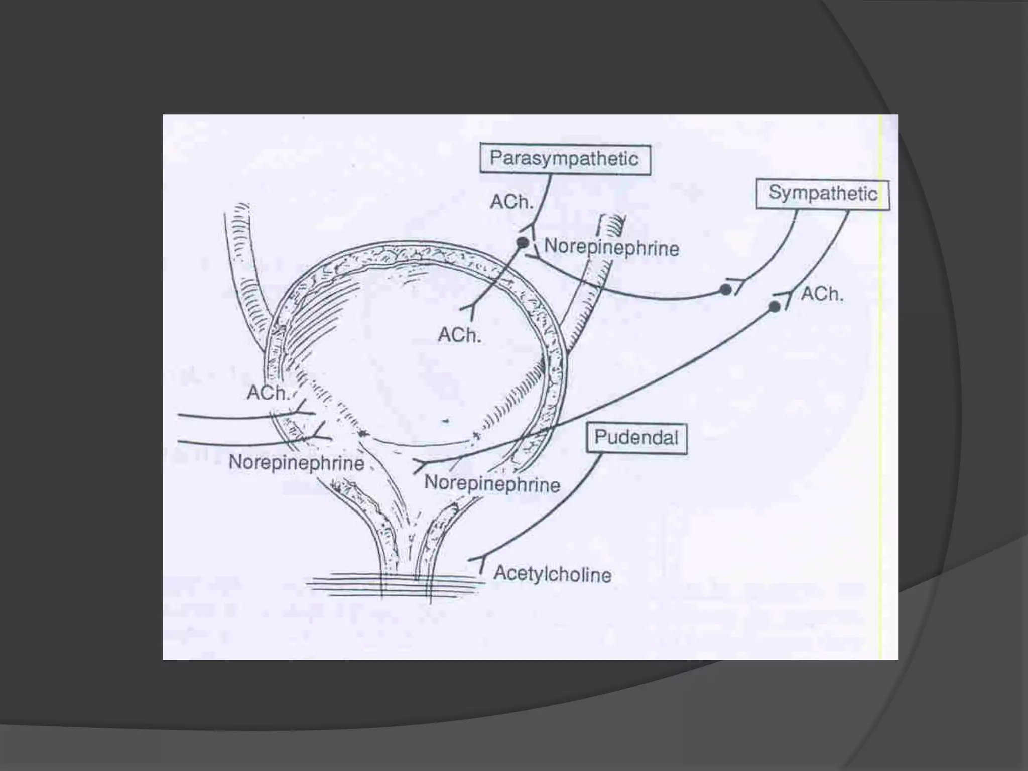 bladder and its dysfunction | PPTX