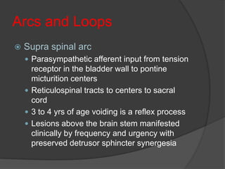 Arcs and Loops
   Supra spinal arc
     Parasympathetic afferent input from tension
      receptor in the bladder wall to pontine
      micturition centers
     Reticulospinal tracts to centers to sacral
      cord
     3 to 4 yrs of age voiding is a reflex process
     Lesions above the brain stem manifested
      clinically by frequency and urgency with
      preserved detrusor sphincter synergesia
 