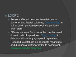    LOOP 2
     Sensory afferent neurons from detrusor –
      posterior and lateral columns, ‘’long routing’’ in
      spinal cord - pontomesencephalic portion in
      brain stem
     Efferent neurons from micturition center travel
      down in reticulospinal tract ‘’long routing’’ to
      detrusor without any synapse in spinal cord
     Required to establish an adequate magnitude
      and duration of detrusor reflex to accomplish
      complete bladder emptying
 