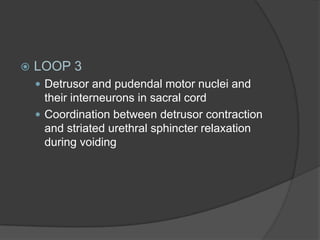    LOOP 3
     Detrusor and pudendal motor nuclei and
      their interneurons in sacral cord
     Coordination between detrusor contraction
      and striated urethral sphincter relaxation
      during voiding
 